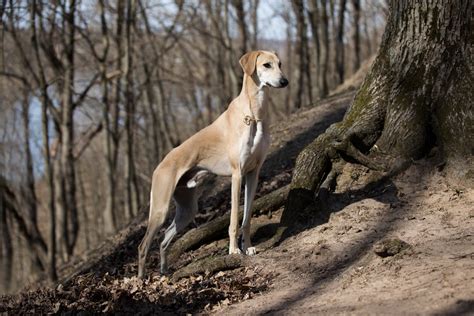 chien en tunisie.